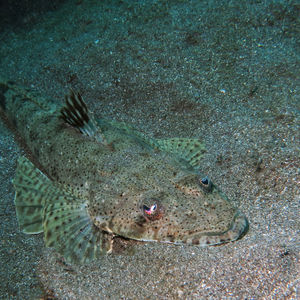 Cociella punctata Cociella punctata 印度尼西亚 Indonesia , 巴厘岛 Bali , 图蓝本 Tulamben @LazyDiving.com 潜水时光