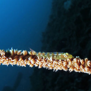 Bryaninops yongei 印度尼西亚 Indonesia , 马鲁古 Maluku , 安汶 Ambon @LazyDiving.com 潜水时光