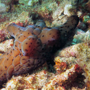 Coriocella nigra 印度尼西亚 Indonesia , 科莫多 Komodo @LazyDiving.com 潜水时光