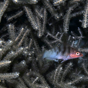 Coris batuensis Coris batuensis 菲律宾 Philippines , 朗布隆 Romblon @LazyDiving.com 潜水时光