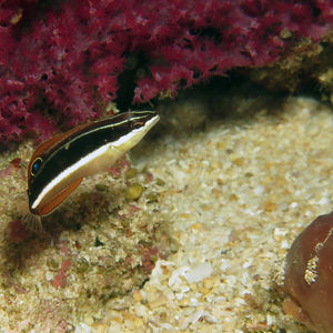 Coris pictoides 印度尼西亚 Indonesia , 海神湾 Triton Bay @LazyDiving.com 潜水时光