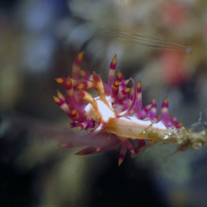 Coryphellina 印度尼西亚 Indonesia , 北马鲁古 North Maluku , 巴占群岛 Bacan Islands @LazyDiving.com 潜水时光