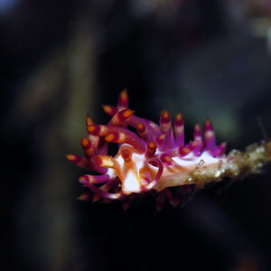 Coryphellina 印度尼西亚 Indonesia , 北马鲁古 North Maluku , 巴占群岛 Bacan Islands @LazyDiving.com 潜水时光