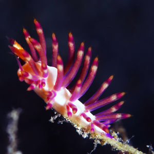 Coryphellina 印度尼西亚 Indonesia , 北马鲁古 North Maluku , 巴占群岛 Bacan Islands @LazyDiving.com 潜水时光