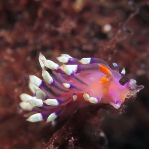 Coryphellina exoptata 印度尼西亚 Indonesia , 托吉安群岛 Togian , Bomba @LazyDiving.com 潜水时光