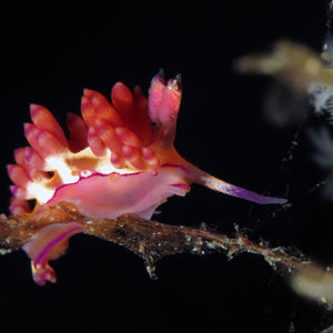 Coryphellina flamma 印度尼西亚 Indonesia , 达拉湾 Derawan @LazyDiving.com 潜水时光