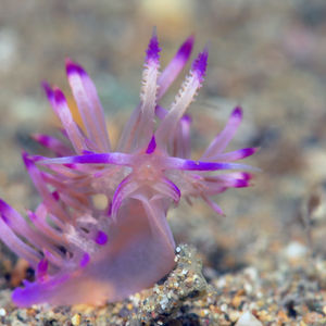 Coryphellina lotos 菲律宾 Philippines , 阿尼洛 Anilao @LazyDiving.com 潜水时光