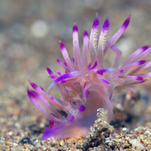 Coryphellina lotos 菲律宾 Philippines , 阿尼洛 Anilao @LazyDiving.com 潜水时光