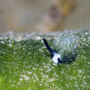 Costasiella usagi 中苏拉威西 Central Sulawesi , 栋加拉 Donggala @LazyDiving.com 潜水时�光