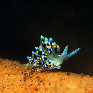 Costasiella 印度尼西亚 Indonesia , 巴厘岛 Bali , 图蓝本 Tulamben @LazyDiving.com 潜水时光