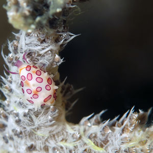 Diminovula alabaster Diminovula alabaster 印度尼西亚 Indonesia , 北马鲁古 North Maluku , 巴占群岛 Bacan Islands @LazyDiving.com 潜水时光