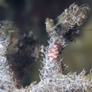 Diminovula alabaster Diminovula alabaster 印度尼西亚 Indonesia , 北马鲁古 North Maluku , 巴占群岛 Bacan Islands @LazyDiving.com 潜水时光