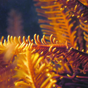 Araiopontonia odontorhyncha 印度尼西亚 Indonesia , 马鲁古 Maluku , 安汶 Ambon @LazyDiving.com 潜水时光