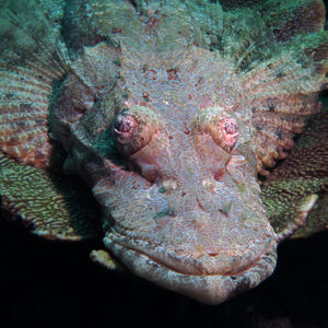 Cymbacephalus beauforti 印度尼西亚 Indonesia , ��科莫多 Komodo @LazyDiving.com 潜水时光