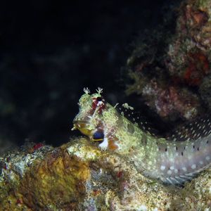 Crossosalarias macrospilus 印度尼西亚 Indonesia , 锡奥岛 Siau island @LazyDiving.com 潜水时光