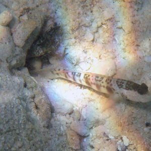 Cryptocentrus leptocephalus 印度尼西亚 Indonesia , 托吉安群岛 Togian , Kadidiri @LazyDiving.com 潜水时光