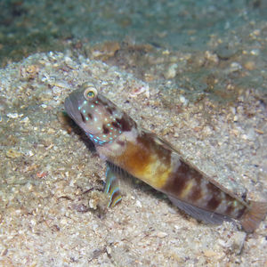 Cryptocentrus sericus 泰国 Thailand , 攀牙湾 Phang Nga Bay @LazyDiving.com 潜水时光