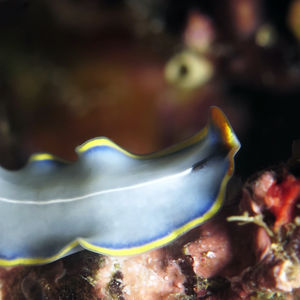Cycloporus venetus 中苏拉威西 Central Sulawesi , 栋加拉 Donggala @LazyDiving.com 潜水时光