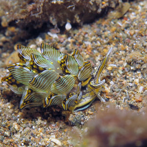 Cyerce nigra 印度尼西亚 Indonesia , 北苏拉威西 North Sulawesi , 邦卡岛 Bangka @LazyDiving.com 潜水时光