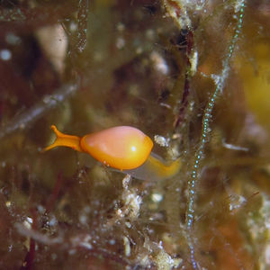 Cystiscus minutissimus 中苏拉威西 Central Sulawesi , 托利托利 Toli Toli @LazyDiving.com 潜水时光