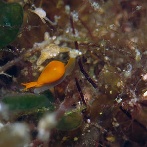 Cystiscus minutissimus 中苏拉威西 Central Sulawesi , 托利托利 Toli Toli @LazyDiving.com 潜水时光