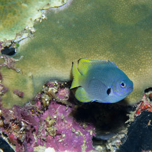 Pomacentrus nigromarginatus 印度尼西亚 Indonesia , 特尔纳特 Ternate @LazyDiving.com 潜水时光