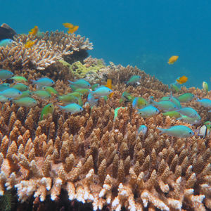 Chromis viridis 印度尼西亚 Indonesia , 安汶 Ambon @LazyDiving.com 潜水时�光