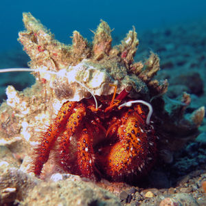 Dardanus megistos 印度尼西亚 Indonesia , 马鲁古 Maluku , 安汶 Ambon @LazyDiving.com 潜水时光