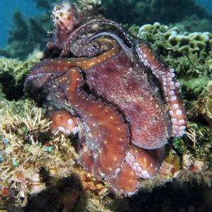 Octopus cyanea 印度尼西亚 Indonesia , 安汶 Ambon @LazyDiving.com 潜水时光