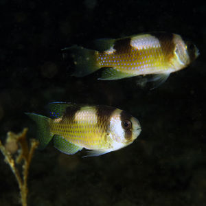 Amblypomacentrus breviceps 印度尼西亚 Indonesia , 安汶 Ambon @LazyDiving.com 潜水时光