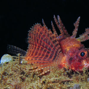 Dendrochirus brachypterus 印度尼西亚 Indonesia , 马鲁古 Maluku , 安汶 Ambon @LazyDiving.com 潜水时光