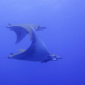 Mobula tarapacana 葡萄牙 Portugal , 亚速尔群岛 Azores @LazyDiving.com 潜水时光