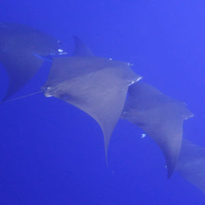 Mobula tarapacana 葡萄牙 Portugal , 亚速尔群岛 Azores @LazyDiving.com 潜水时光