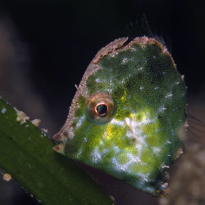 Rudarius excelsus 中苏拉威西 Central Sulawesi , 托利托利 Toli Toli @LazyDiving.com 潜水时光