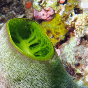 Didemnum molle 印度尼西亚 Indonesia , 巴厘岛 Bali , 艾湄湾 Amed Bay @LazyDiving.com 潜水时光