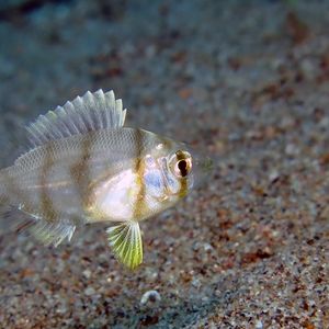 Gymnocranius griseus Gymnocranius griseus 菲律宾 Philippines , 杜马盖地 Dumaguete @LazyDiving.com 潜水时光