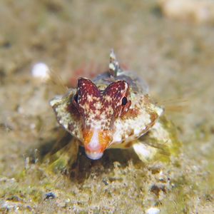 Synchiropus moyeri 印度尼��西亚 Indonesia , 安汶 Ambon @LazyDiving.com 潜水时光