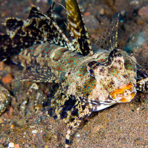 Dactylopus kuiteri Dactylopus kuiteri 印度尼西亚 Indonesia , 巴厘岛 Bali , 图蓝本 Tulamben @LazyDiving.com 潜水时光