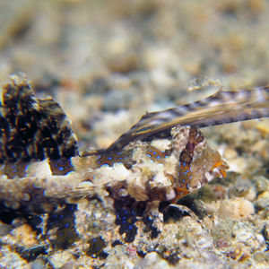 Dactylopus kuiteri 印度尼西亚 Indonesia , 马鲁古 Maluku , 安汶 Ambon @LazyDiving.com 潜水时光