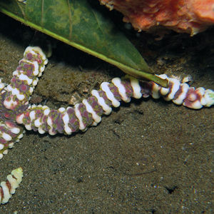 Echinaster callosus Echinaster callosus 菲律宾 Philippines , 杜马盖地 Dumaguete @LazyDiving.com 潜水时光