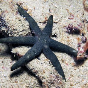 Echinaster luzonicus Echinaster luzonicus 印度尼西亚 Indonesia , 达拉湾 Derawan @LazyDiving.com 潜水时光