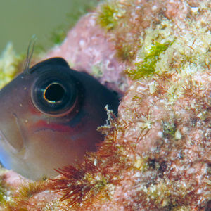 Ecsenius bicolor 泰国 Thailand , 攀牙湾 Phang Nga Bay @LazyDiving.com 潜水时光