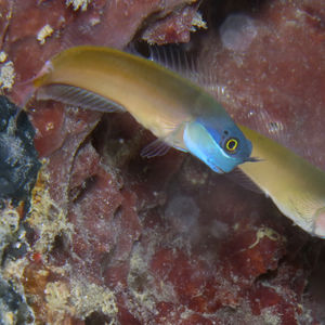 Ecsenius ops 中苏拉威西 Central Sulawesi , 托利托利 Toli Toli @LazyDiving.com 潜水时光
