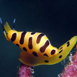 Cuspivolva tigris 印度尼西亚 Indonesia , 安汶 Ambon @LazyDiving.com 潜水时光