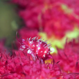 Diminovula culmen Diminovula culmen 印度尼西亚 Indonesia , 北马鲁古 North Maluku , 巴占群岛 Bacan Islands @LazyDiving.com 潜水时光