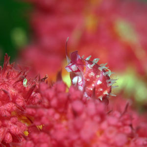 Diminovula culmen Diminovula culmen 印度尼西亚 Indonesia , 北马鲁古 North Maluku , 巴占群岛 Bacan Islands @LazyDiving.com 潜水时光