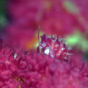 Diminovula culmen Diminovula culmen 印度尼西亚 Indonesia , 北马鲁古 North Maluku , 巴占群岛 Bacan Islands @LazyDiving.com 潜水时光