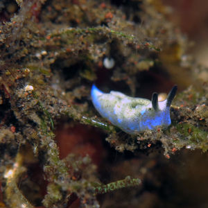 Elysia 印度尼西亚 Indonesia , 巴厘岛 Bali , 图蓝本 Tulamben @LazyDiving.com 潜水时光