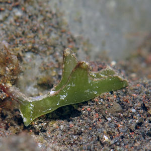 Elysia tomentosa 印度尼西亚 Indonesia , 巴厘岛 Bali , 图蓝本 Tulamben @LazyDiving.com 潜水时光