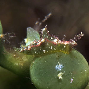 Elysia tomentosa 中苏拉威西 Central Sulawesi , 托利托利 Toli Toli @LazyDiving.com 潜水时光